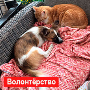 Волонтерство