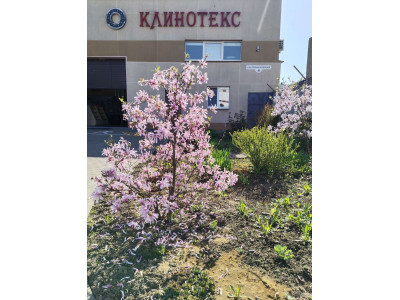 На клумбах ООО "Клинотекс" распустилась магнолия